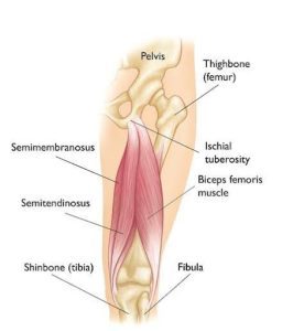 Hamstring Strain The Common Hamstring Complaint. Don’t Let It Stop You! | Alpha Sports Newport